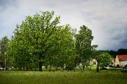 DSC03203